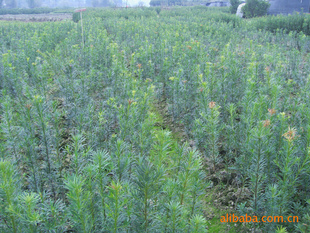 【綠化設計圖中的喬木與灌木之分】價格、產品供應,綠化設計圖中的喬木與灌木之分廠家批發-1024商務網