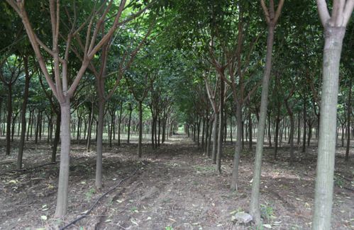 規范化管理培育精品苗木,凱創園林對各苗圃苗木生長情況點評