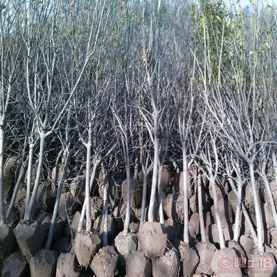 【山楂苗供應(yīng)商, 推廣山東有種山楂苗基地嗎批發(fā)】泰安高新區(qū)旺運(yùn)苗木中心 - 產(chǎn)品庫