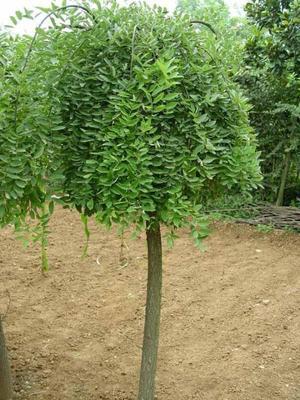 10公分國(guó)槐價(jià)格、12公分國(guó)槐報(bào)價(jià)、12公分國(guó)槐_農(nóng)副產(chǎn)品_世界工廠網(wǎng)