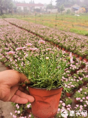 園林綠化優選 瑪格麗特工程苗基地直銷，高品質苗木待售