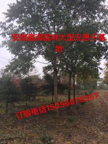 綠化苗木產品展示——精選52種苗木圖片與信息