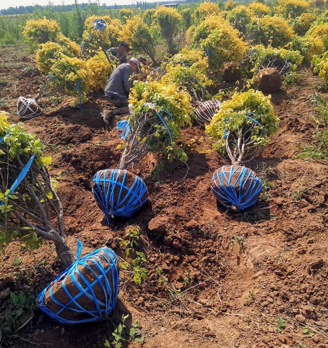 寧夏錦潤生態建設苗木銷售中心 - 專業苗木供應商