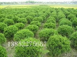 黃楊、地柏、龍柏球與海桐球種子苗木 常見苗木的培育與用途