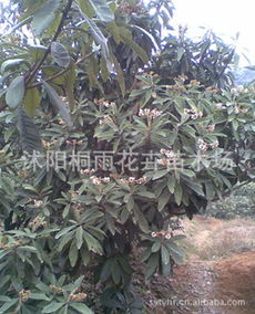 低價供應枇杷種子，價格優惠，量大從優