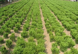 濰坊 北方綠化苗木產業的重鎮