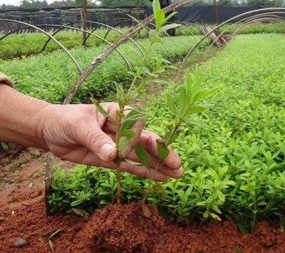 金秋移栽正當時 為什么秋季苗木成活率遠勝春季？